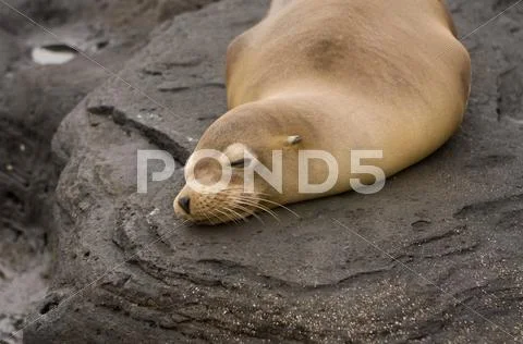 Sea lion on Galapagos Islands Stock Photos