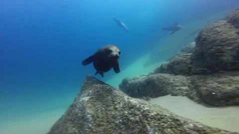 Sea Lion getting curious with Divers Stock Footage 157994705