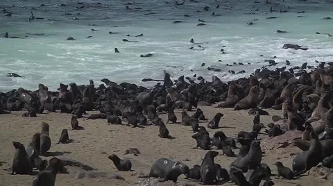 Sea lion in group with beach and sunny day Stock Footage 59189507