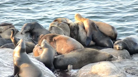 Sea lion huddle pile sleeping and sunning Video stock 1076458