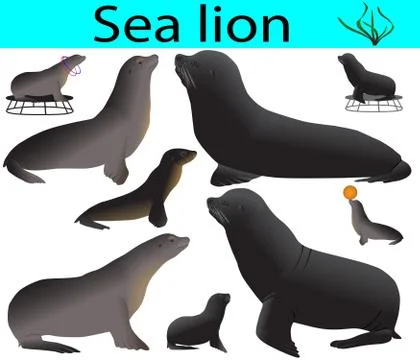 Sea lion Illustrazione stock