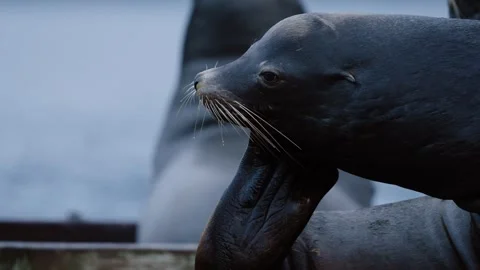 Sea Lion Itching Stock Footage 332656977
