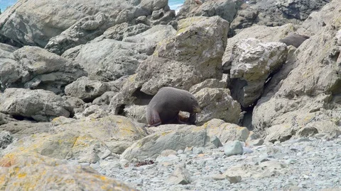 Sea lion itching on rocks Vídeo Stock 85490592