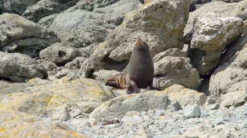 Sea lion itching on rocks Stock Footage 85490699