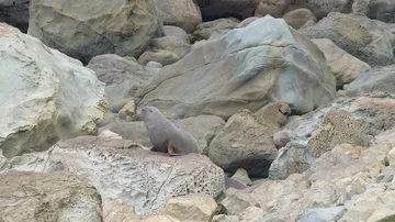 Sea lion itching on rocks Stock-Footage 85490883