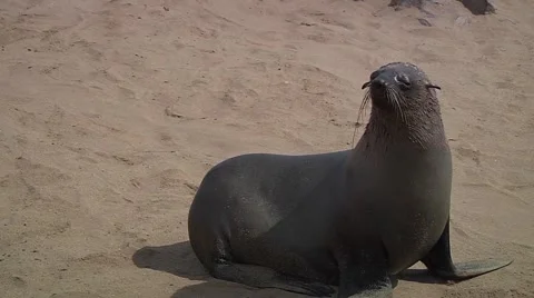 Sea lion looking to somewhere in a colony Stock Footage 59189212