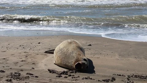 A sea lion lying on the beach sunbathing Stock Footage 298303618