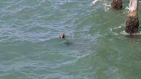 Sea Lion next to pier in Santa Monica Stock Footage