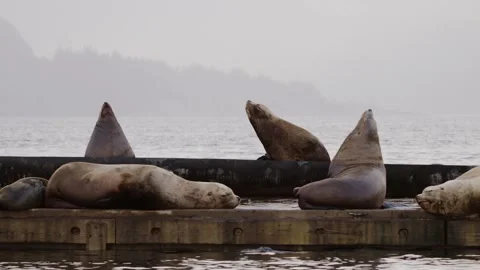 Sea Lion on Ocean Dock 스톡 동영상 332643849