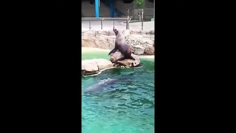 Sea lion pair at the zoo Stock Footage 337099153