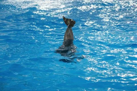 A sea lion performs a captivating trick in a vibrant blue pool during daytime Stock-Fotos