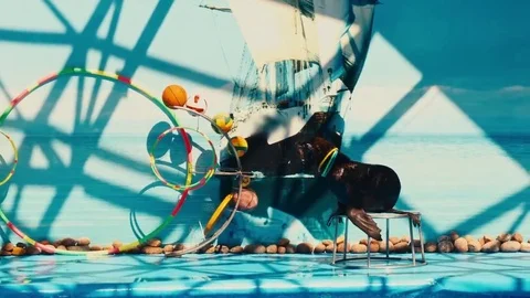 Sea lion performs at the Dolphinarium Video stock 69133385