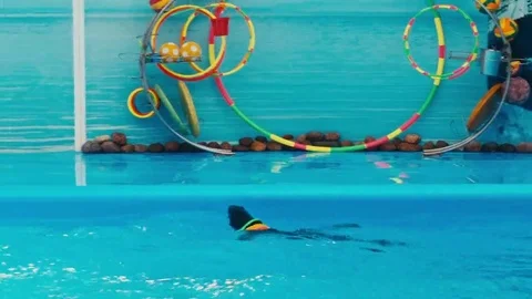 Sea lion performs at the Dolphinarium Видео 69133806