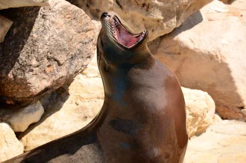Sea lion Stock Photos