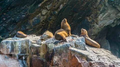 Sea Lion Stock Photos