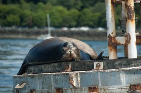 Sea Lion Stock Photos