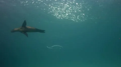 Sea Lion playing with bubble rings of scuba diver 動画素材 67848998