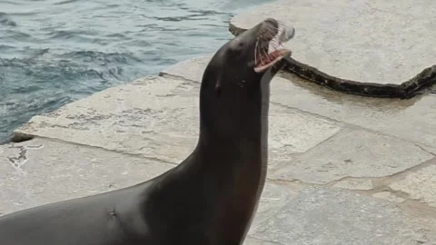 A sea lion playing Video stock 296024836