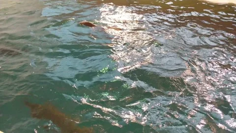 Sea lion in pool Stock Footage 138300569