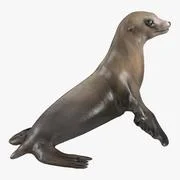 3D model Baby Sea Lion T-Pose