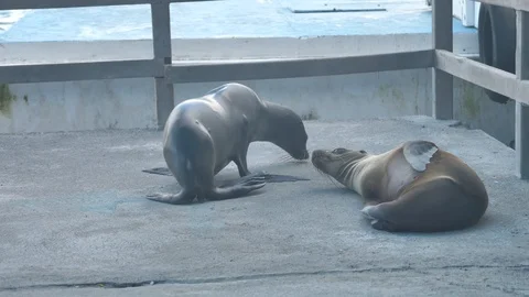 Sea Lion Posing On Dry Dock, Baltra Island, Galapagos Stock Footage 123348887