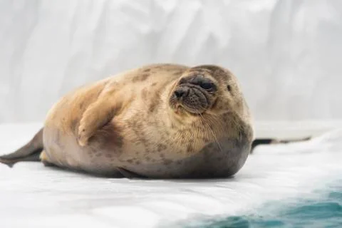 Sea lion posing on ice. Stock Photos
