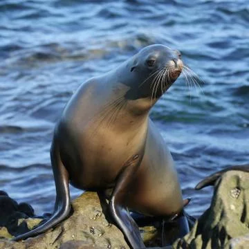 Sea Lion Posing Stock Photos