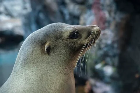 Sea lion posing. Stock Photos