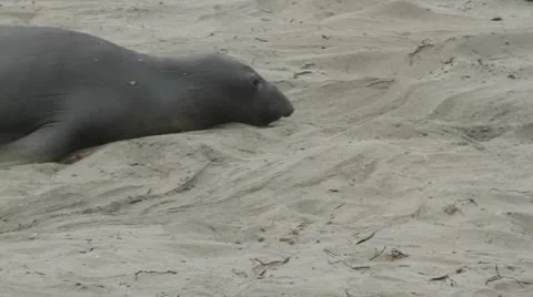 Sea lion pull to many lining the beach Stock Footage 10923025