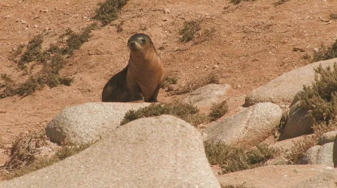 Sea Lion Pup Crying Stock Footage