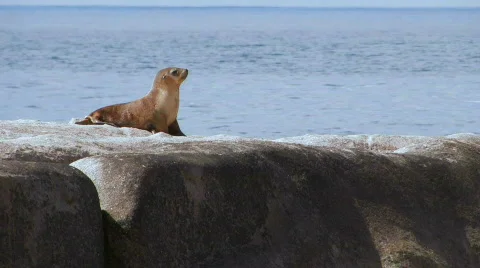 Sea Lion Pup Stock Footage 356649