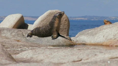 Sea Lion Pup Stock Footage 357003