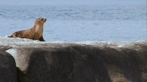 Sea Lion Pup Stock Footage 357110