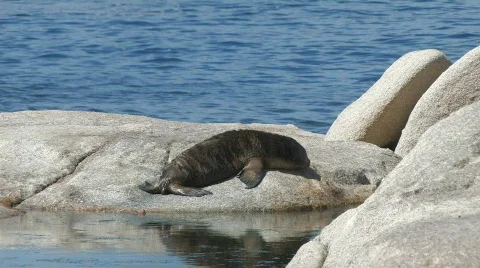 Sea Lion Pup Stock Footage 357250