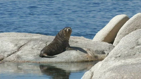 Sea Lion Pup Stock Footage 357281
