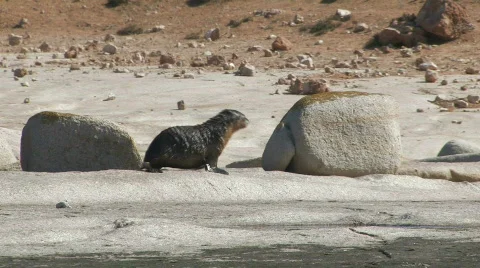 Sea Lion Pup Stock Footage 357302