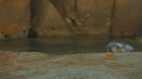 Sea Lion Pup Stock Footage 357305