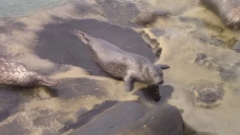 Sea lion pup Video stock 77112503