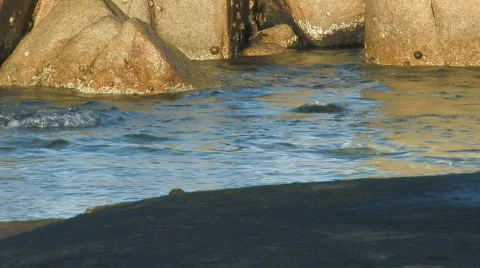 Sea Lion Pups Playing Stock Footage 357318