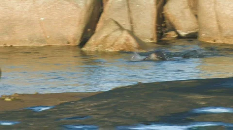 Sea Lion Pups Playing in a Pool Stock Footage 357333