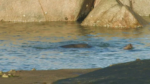 Sea Lion Pups Playing in a Pool Stock Footage 360719