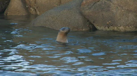 Sea Lion Pups Playing in a Pool Stock Footage 360780