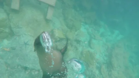 Sea Lion Pushing Bubbles - La Concha Perla - Isabela Island Stock Footage 342318030