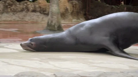 Sea lion rests on stone surface Stock Footage 331445032