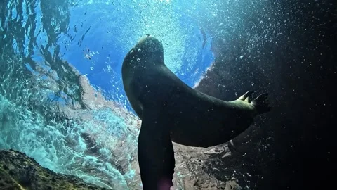 Sea Lion Rising Through Bubbles Stock Footage 339634785