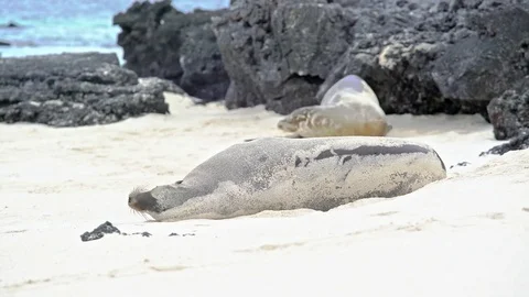 Sea Lion rolling on the beach Stock Footage 85390201