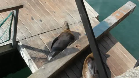 Sea Lion Rolling Deck Stock Footage 11147904