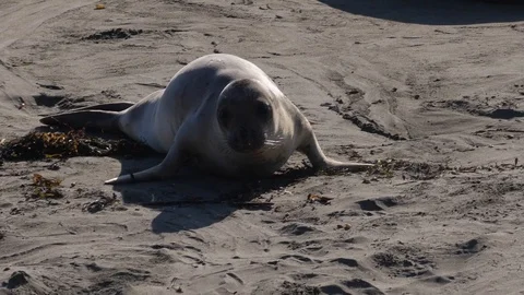 Sea lion on sand Stock Footage 99721377