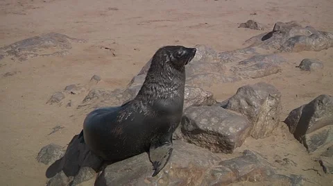 Sea lion scratching the fur Stock Footage 59189475