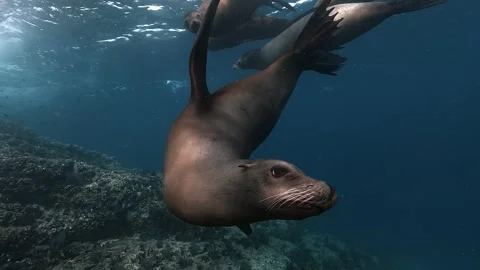 Sea lion scratching tail under the surface Stock Footage 322695896